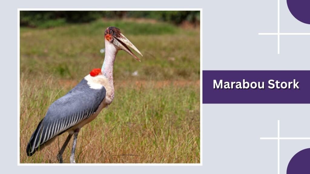 Marabou Stork