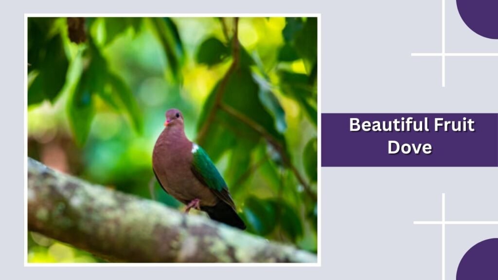  Beautiful Fruit Dove