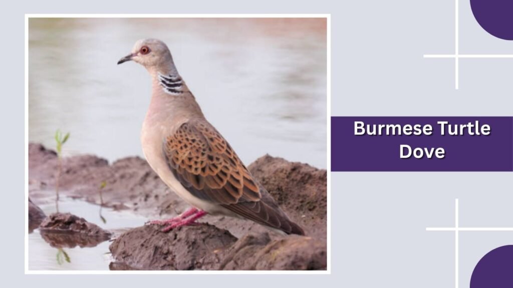 Burmese Turtle Dove