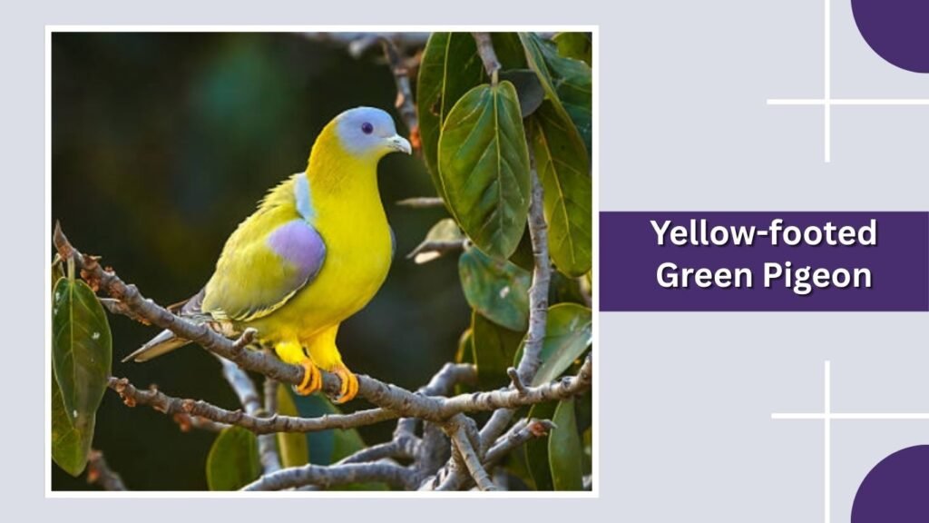  Yellow-footed Green Pigeon
