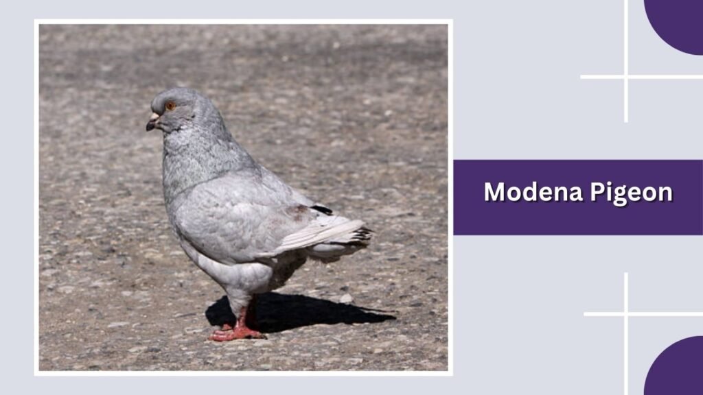 Modena Pigeon