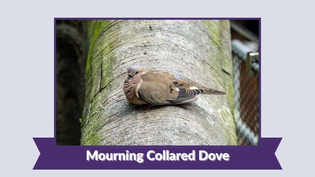 Mourning Collared Dove