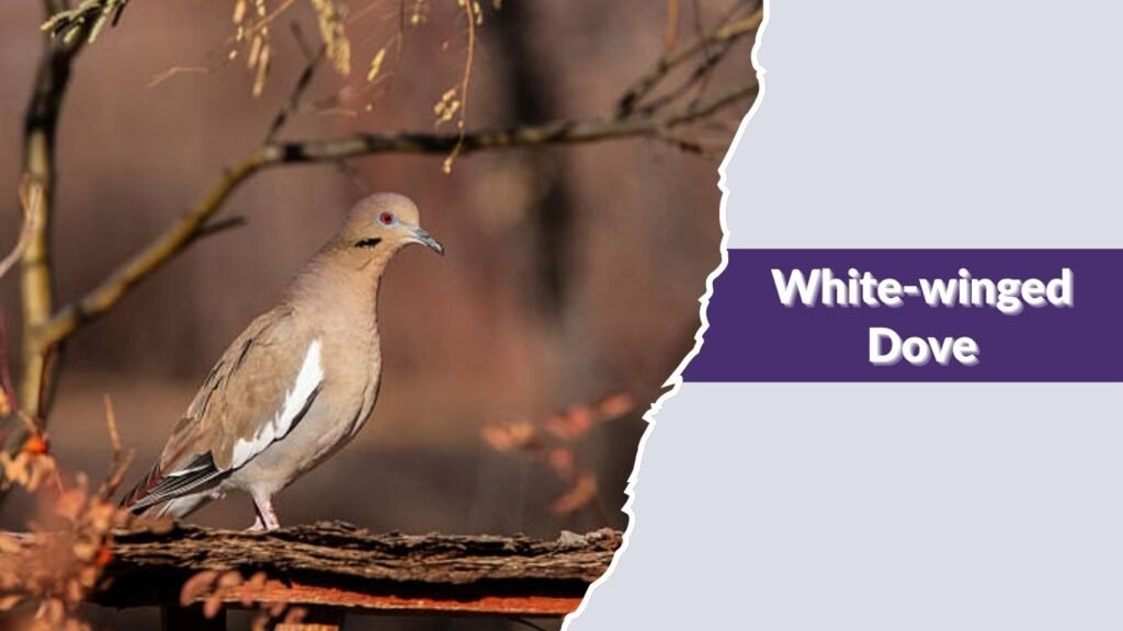 White-winged Dove