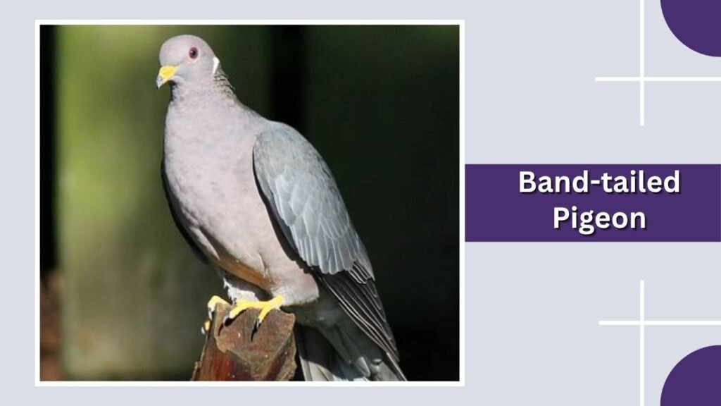  Band-tailed Pigeon