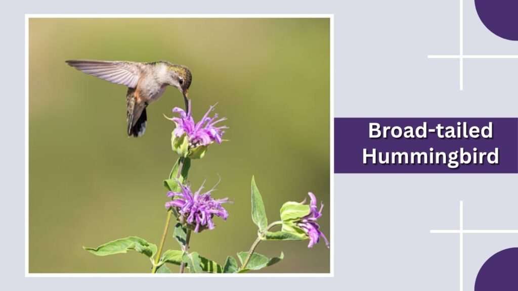 Broad-tailed Hummingbird
