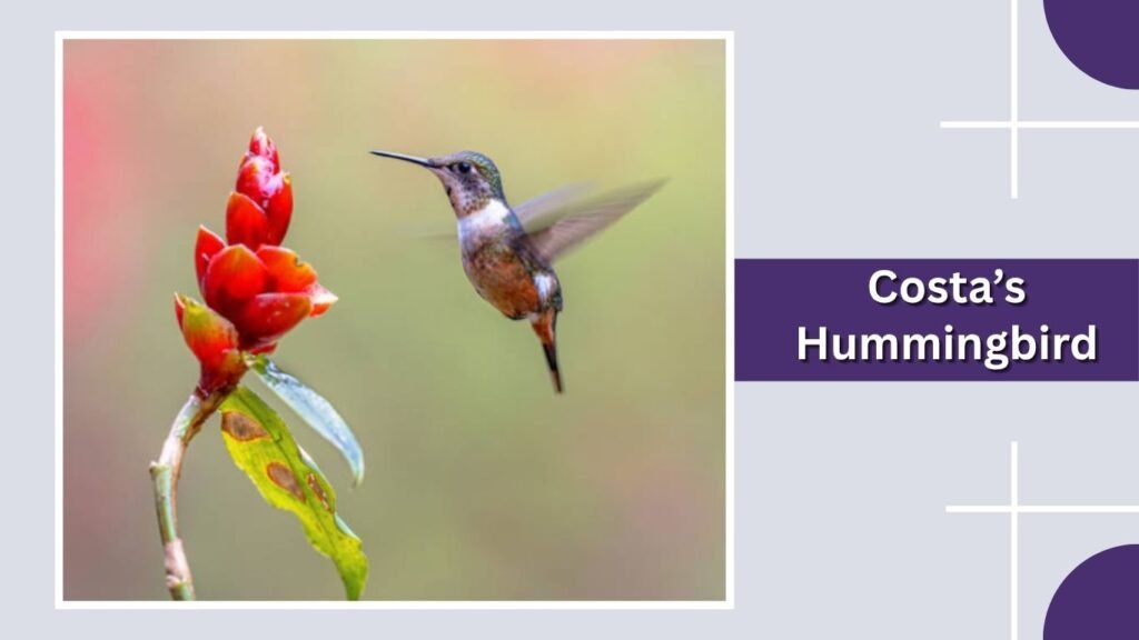 Costa’s Hummingbird