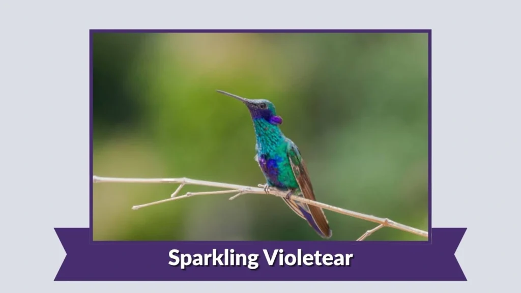 Sparkling Violetear