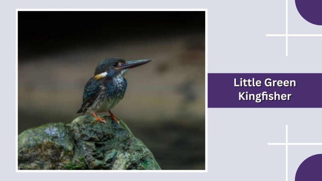 Little Green Kingfisher