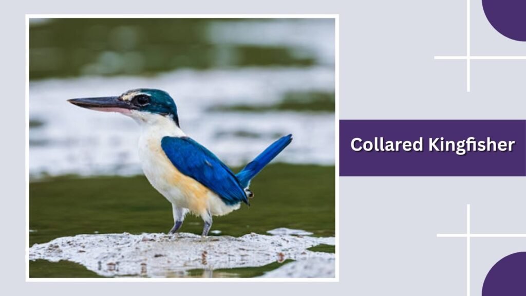  Collared Kingfisher