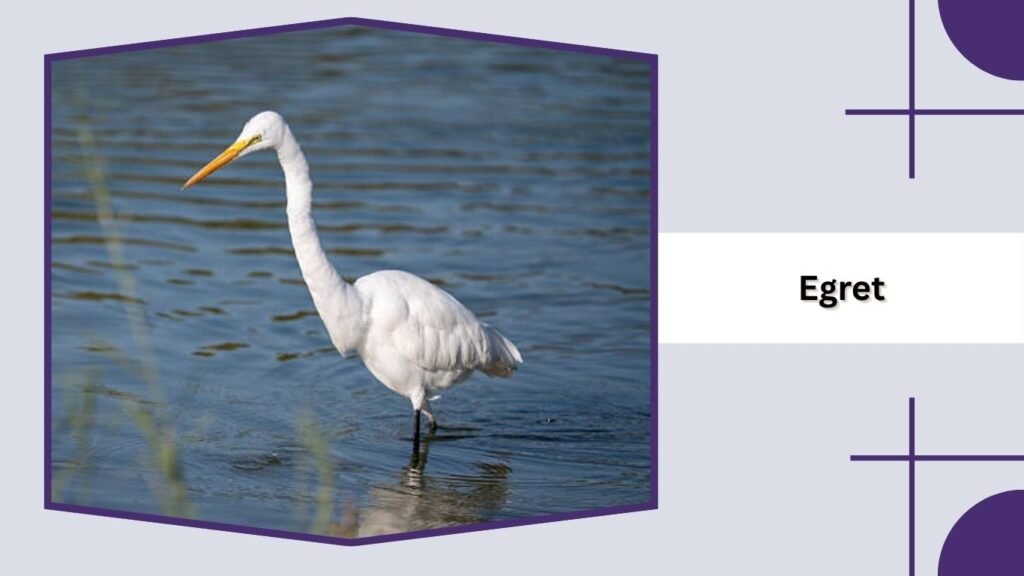 Egret