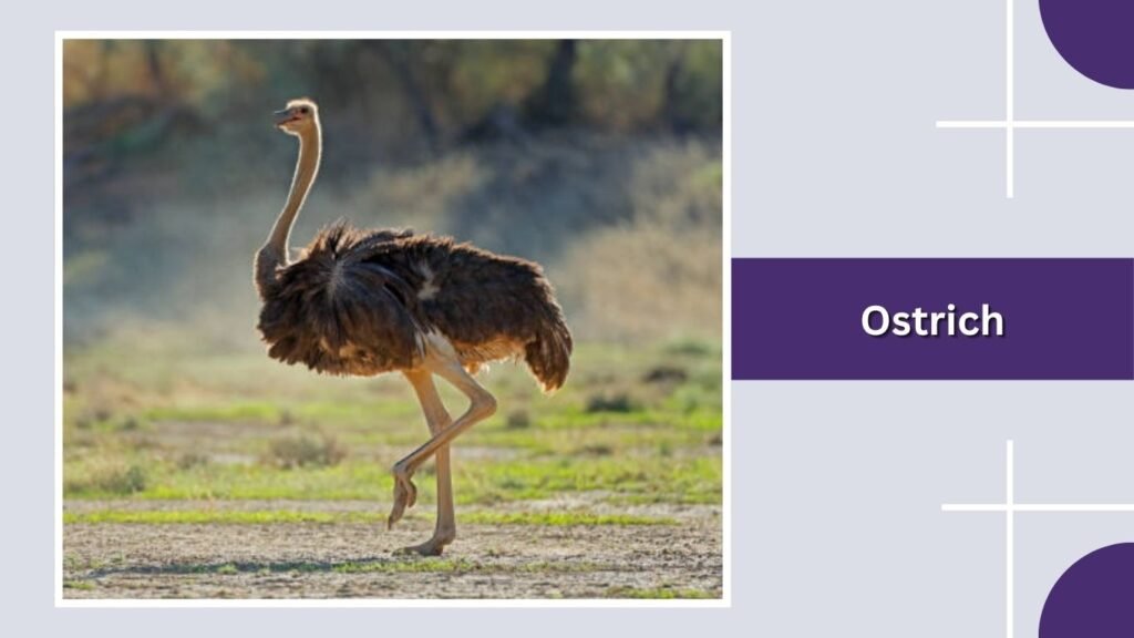 Ostrich