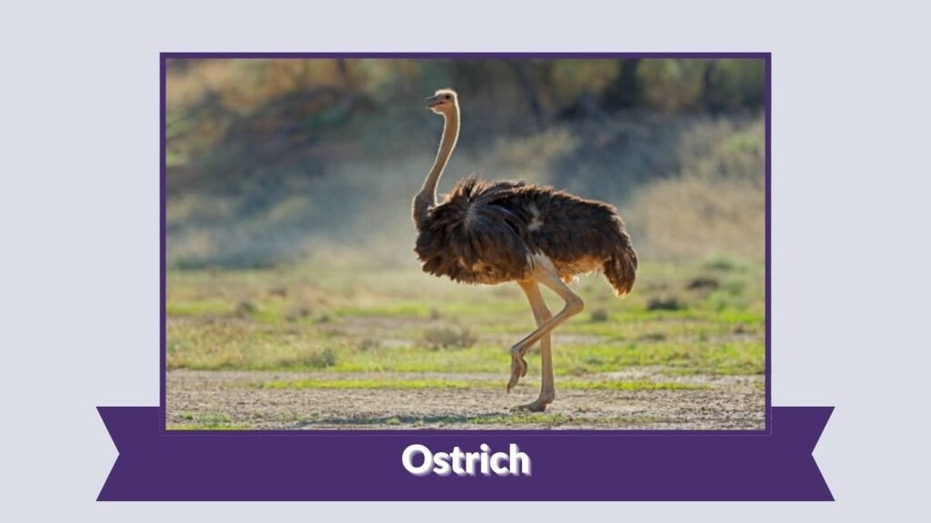 Ostrich