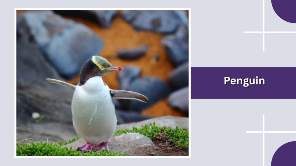 Penguin