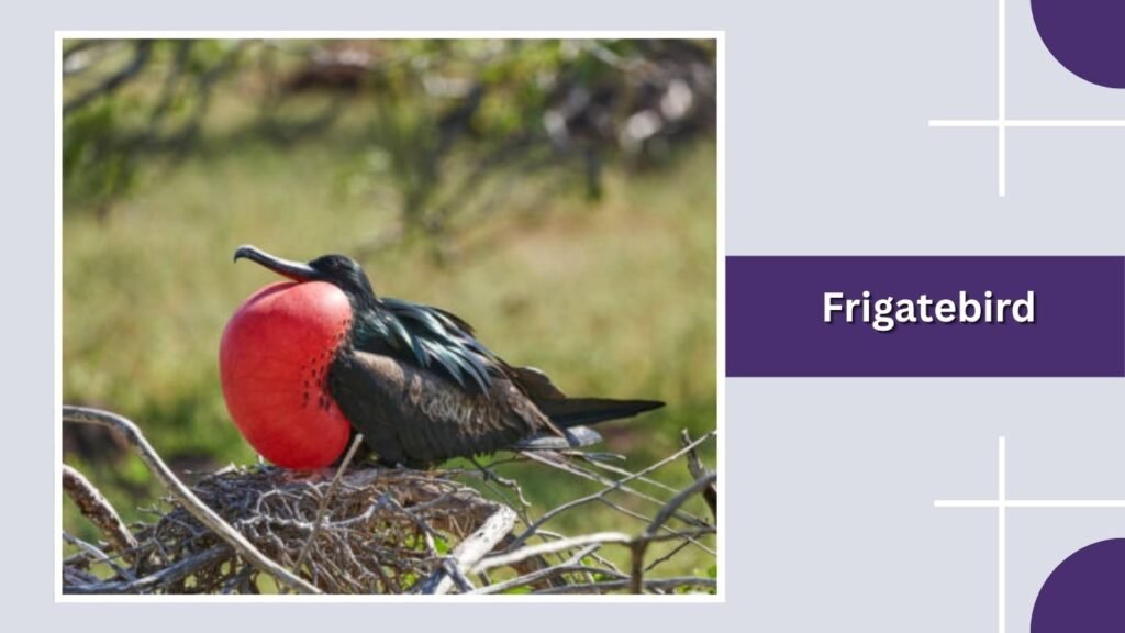  Frigatebird