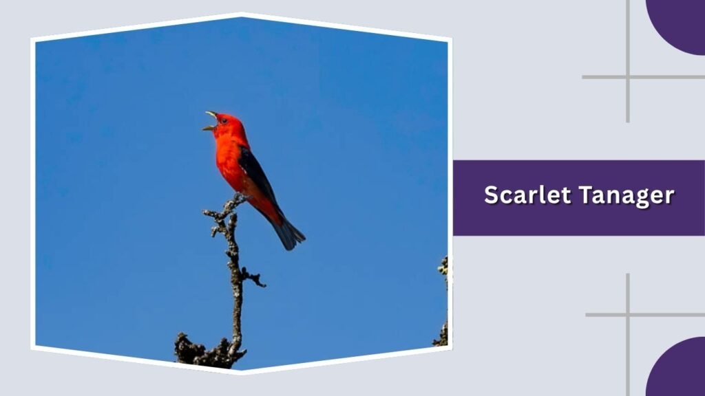 Scarlet Tanager