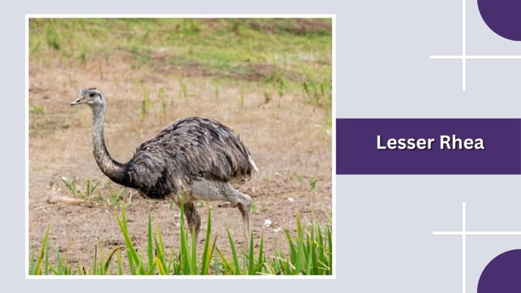 Lesser Rhea