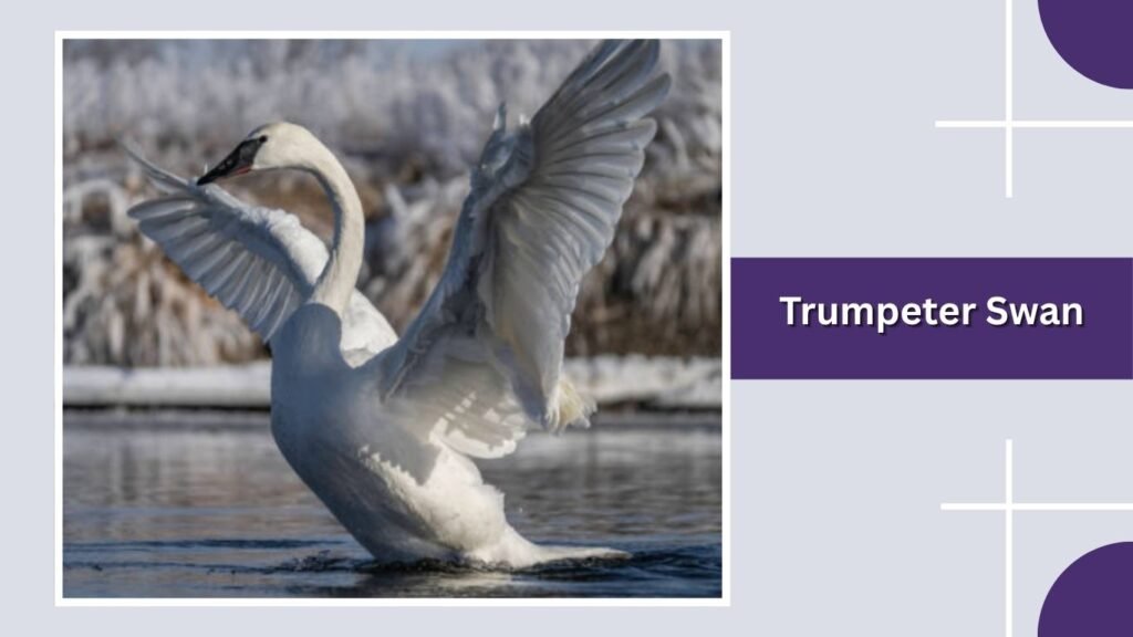Trumpeter Swan