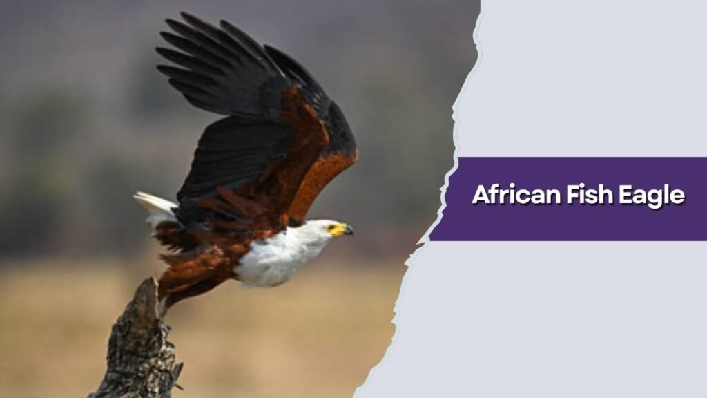 African Fish Eagle