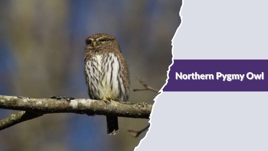 Northern Pygmy Owl