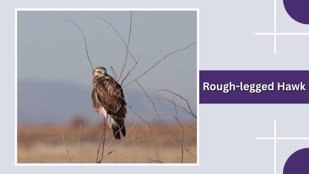Rough-legged Hawk