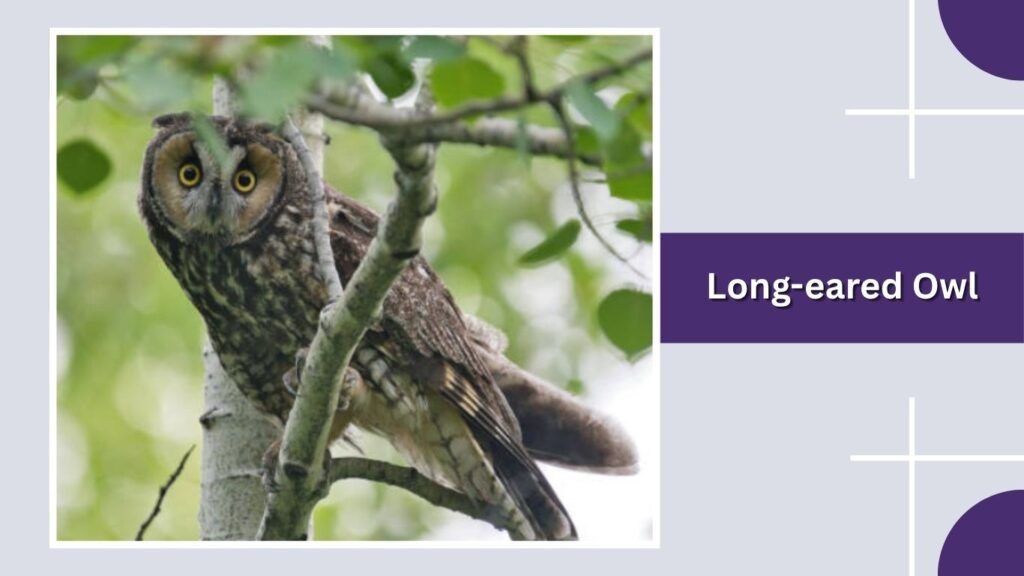 Long-eared Owl