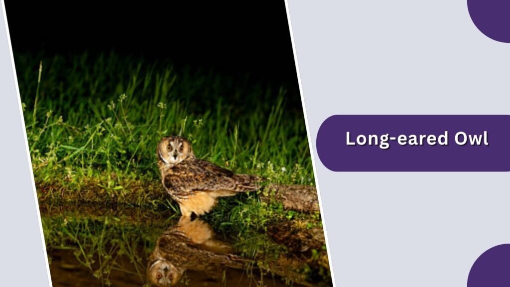 Long-eared Owl