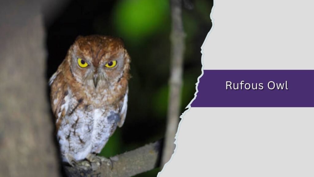  Rufous Owl