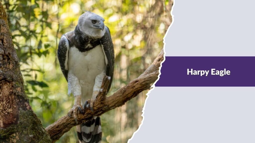 Harpy Eagle