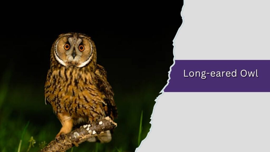 Long-eared Owl