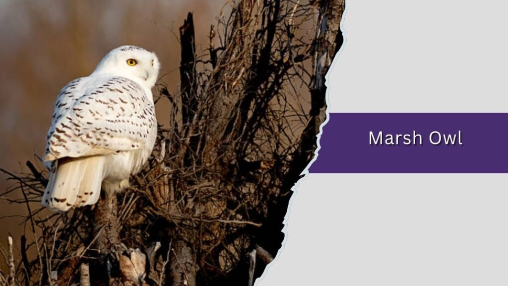 Marsh Owl