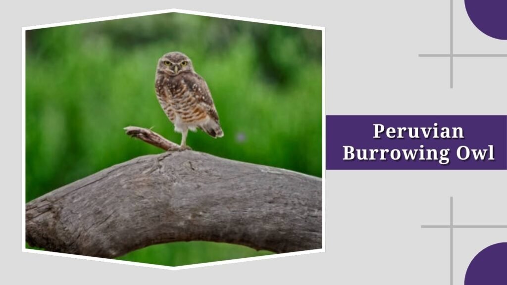 Peruvian Burrowing Owl