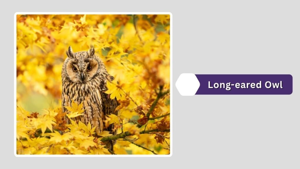 Long-eared Owl