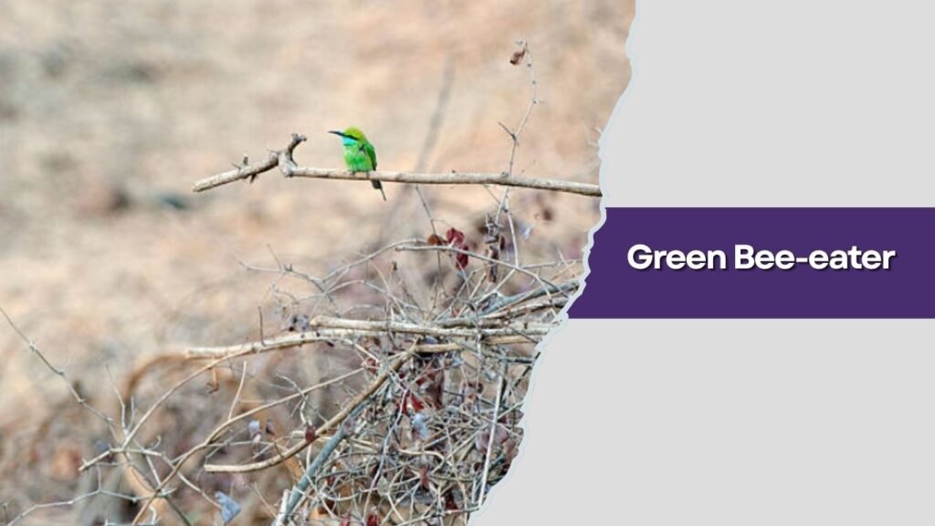  Green Bee-eater
