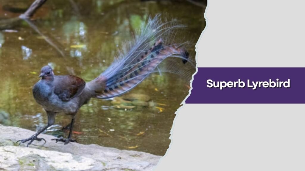 Superb Lyrebird
