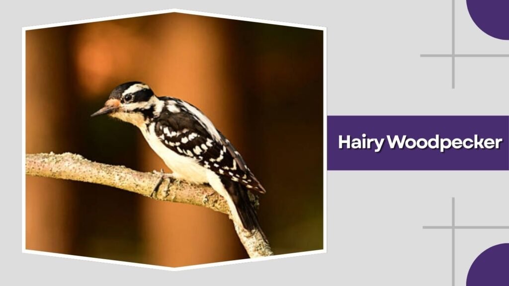 Hairy Woodpecker