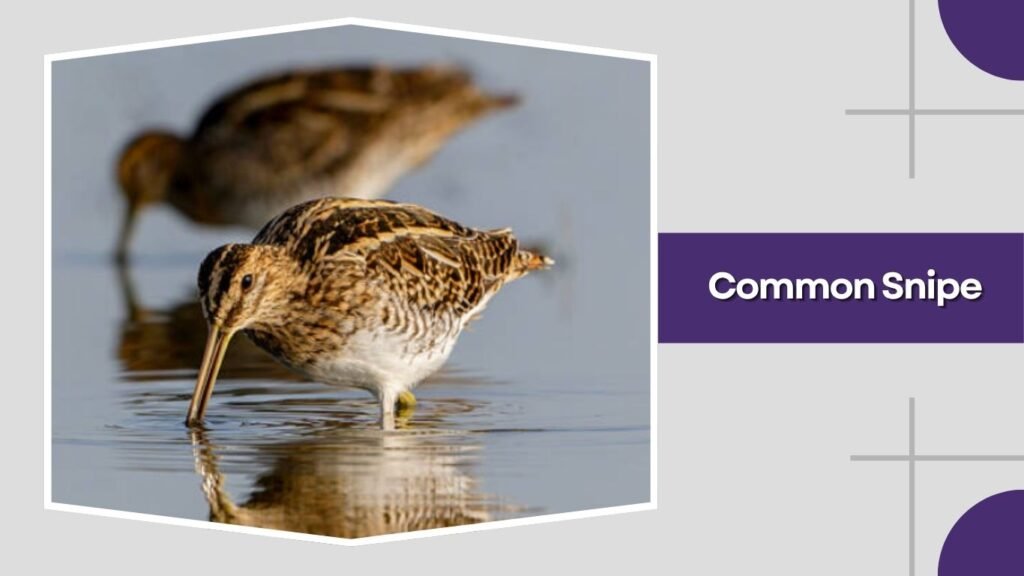  Common Snipe