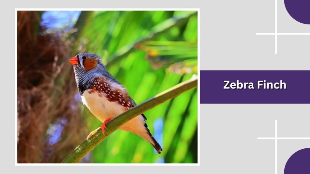 Zebra Finch