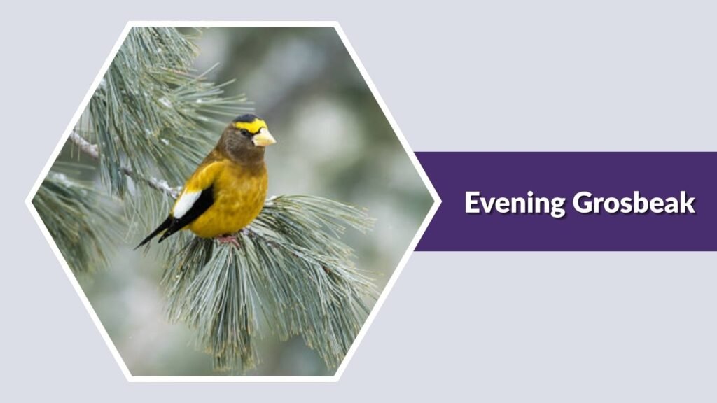  Evening Grosbeak