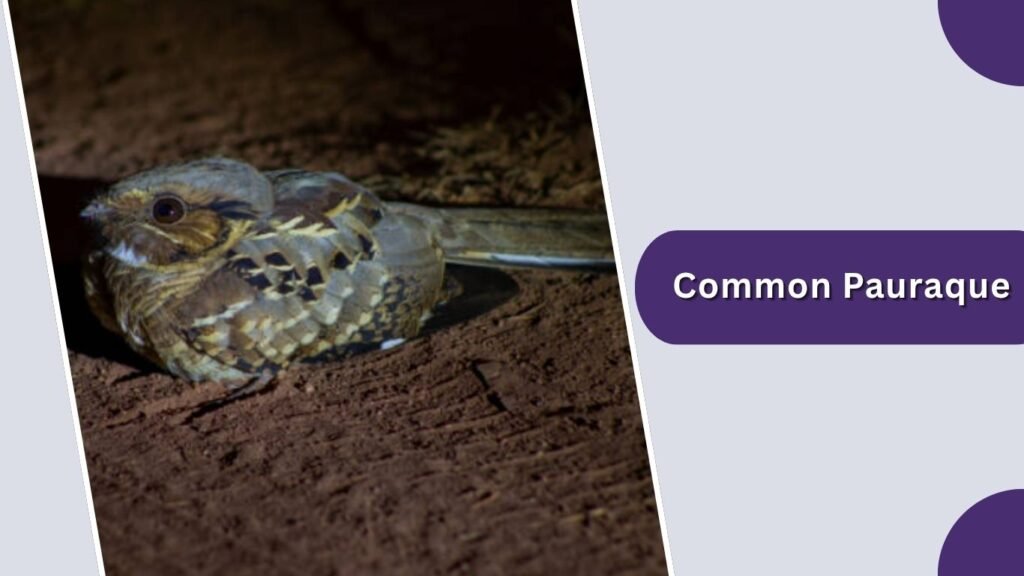 Common Pauraque