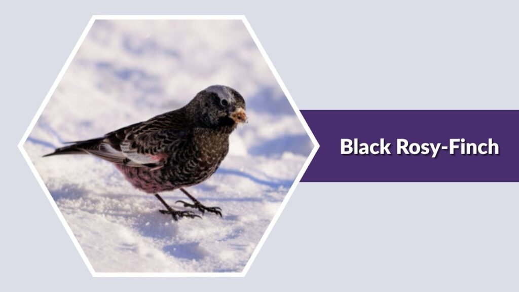  Black Rosy-Finch