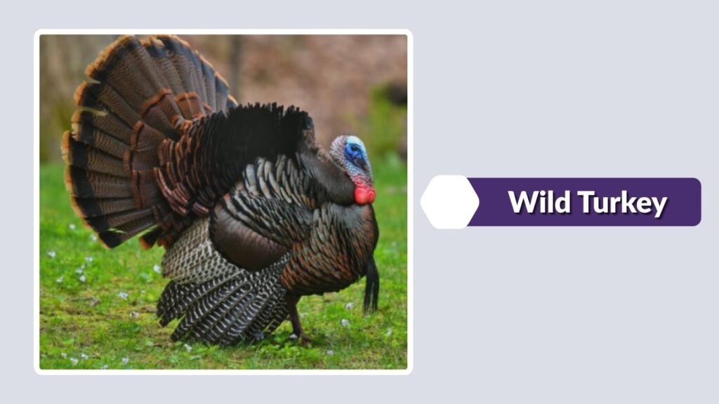 Wild Turkey