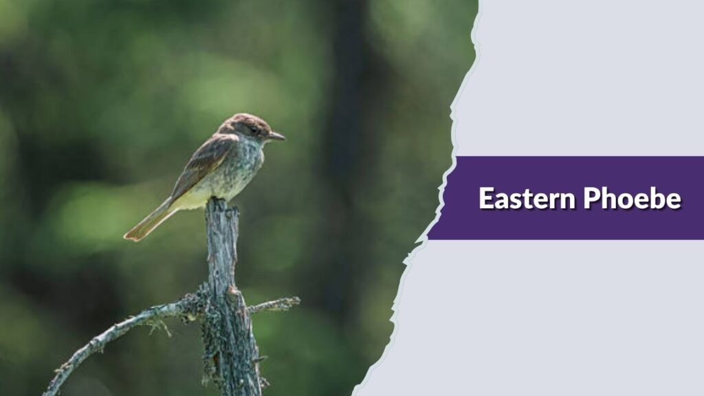 Eastern Phoebe