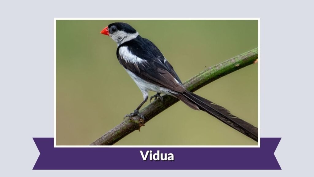  Vidua
