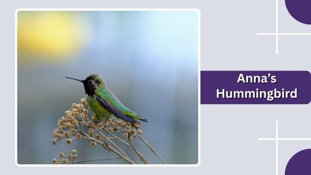 Anna’s Hummingbird