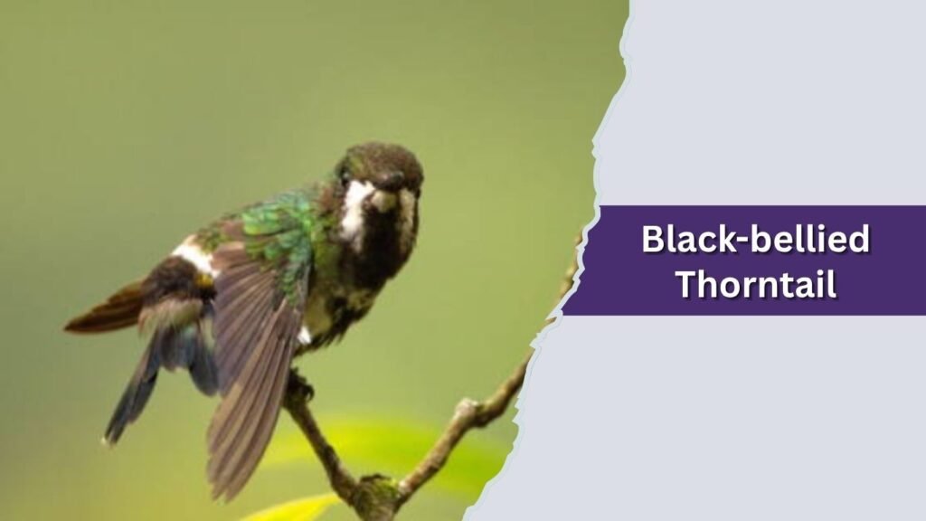  Black-bellied Thorntail