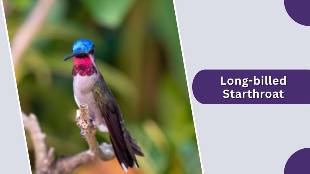  Long-billed Starthroat