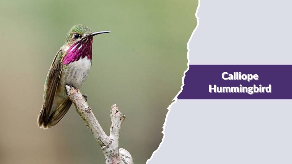 Calliope Hummingbird