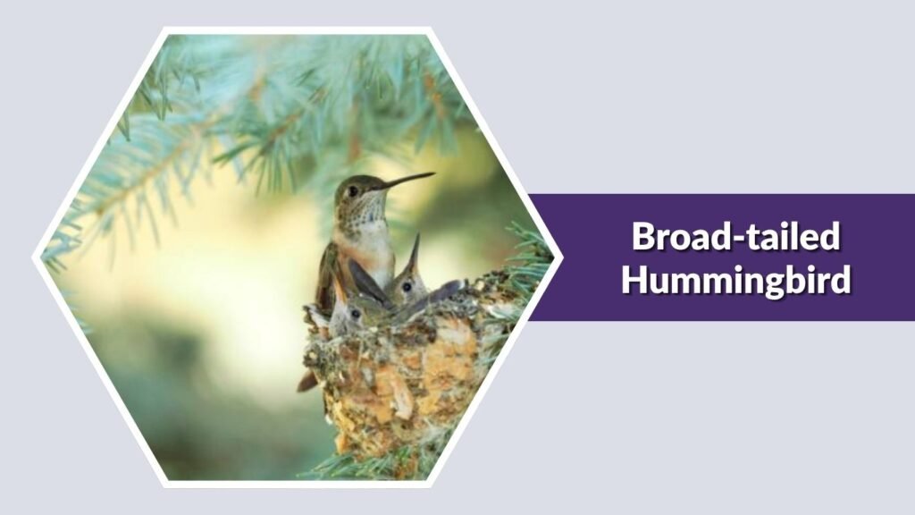  Broad-tailed Hummingbird