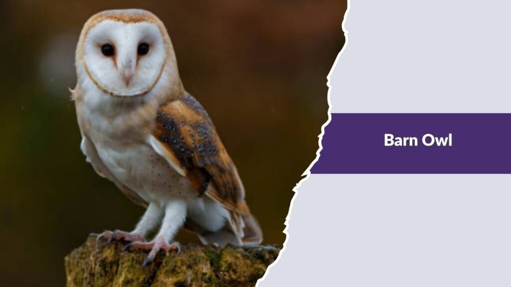 Barn Owl