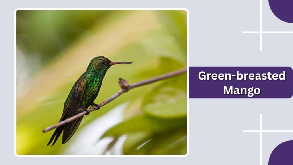  Green-breasted Mango